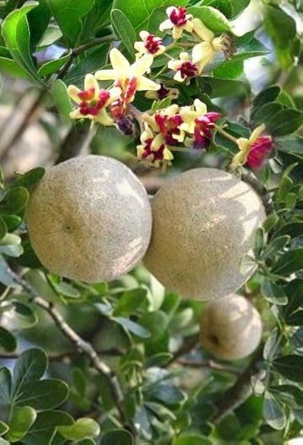 Wood Apple Kadbel Fruiting Live Plant