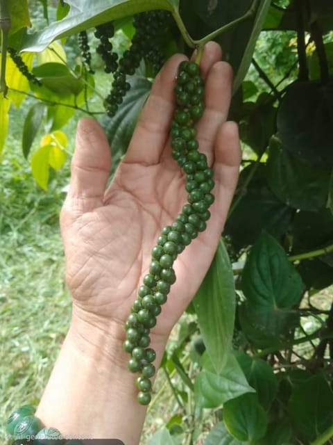 Black Pepper Vine Live Plant For Home Garden