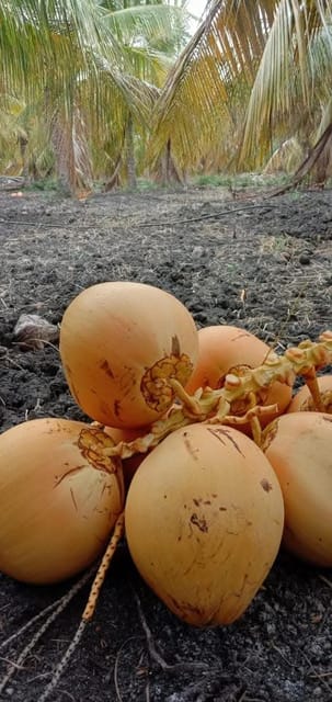 Malaysian Yellow Coconut Palm Live Plant