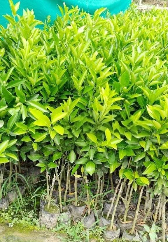 Malta Citrus Live Fruit Plant Sapling