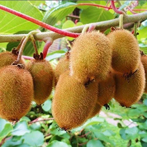 Grafted Kiwi Fruit Plant Sapling In Grow Bag