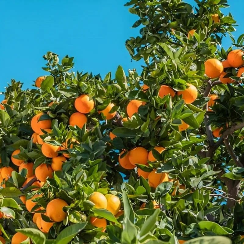 Nagpur Orange Grafted Live Plant For Garden