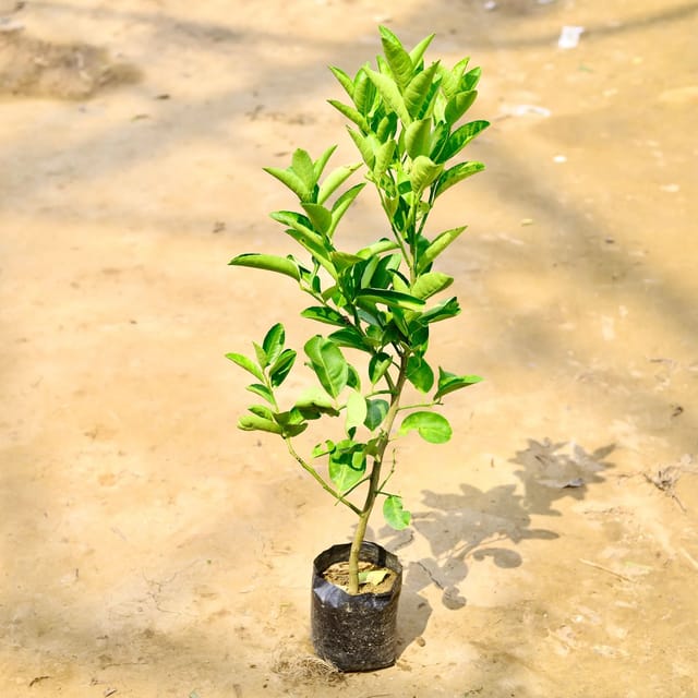 Golden Mosambi Citrus Live Plant Sapling
