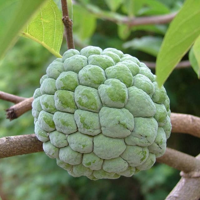 Nmk 1 Custard Apple Grafted Live Fruit Plant
