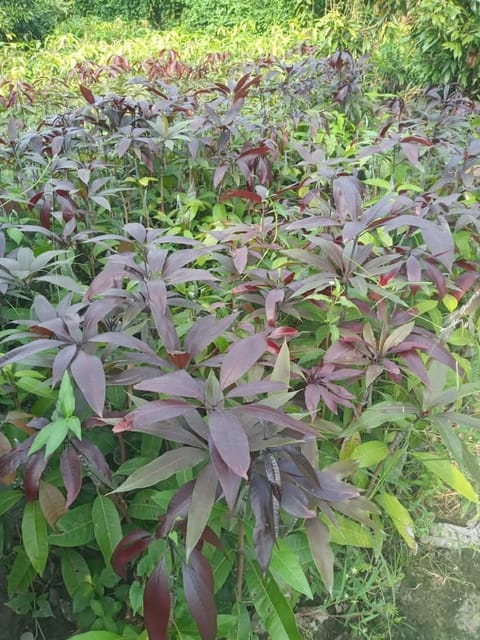 Kastur Black Mango Grafted Fruit Bearing Live Plant