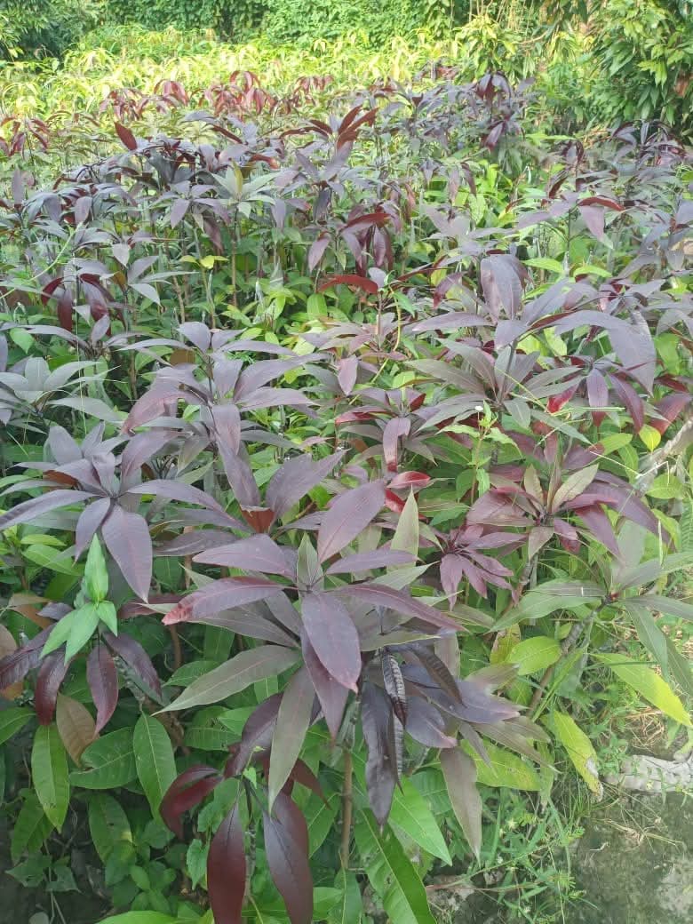 Kastur Black Mango Grafted Fruit Bearing Live Plant