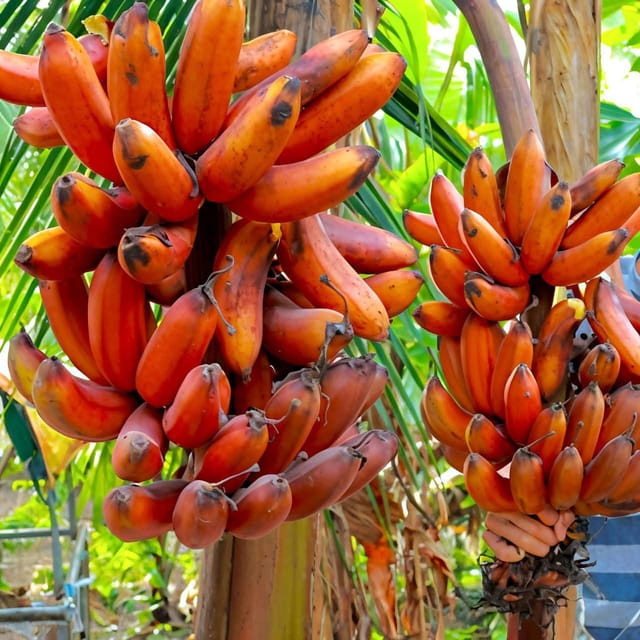 Red Banana Live Plant Sapling