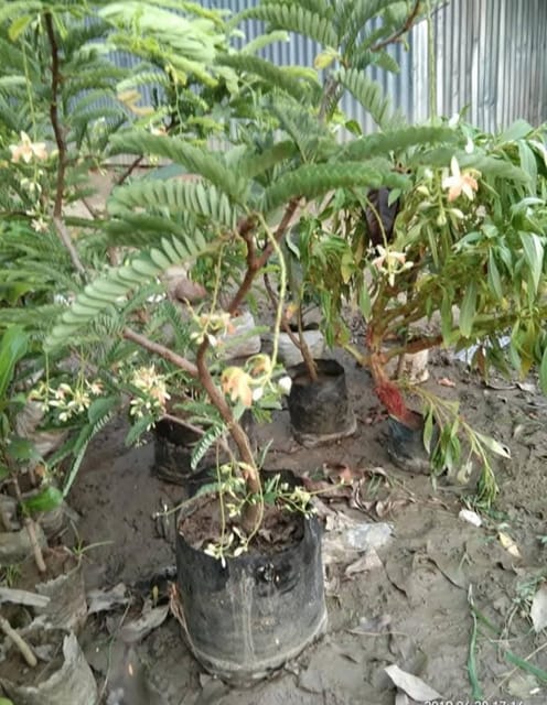 Sweet Tamarind Grafted Live Plant In Grow Bag