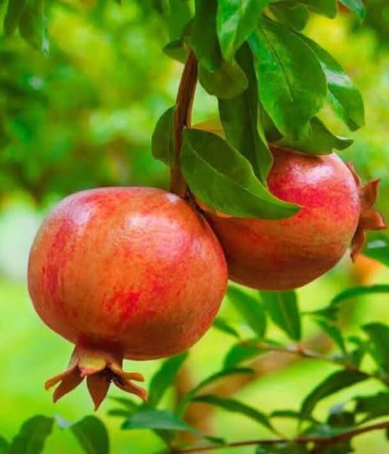 Ganesh Pomegranate Live Fruit-Bearing Plant