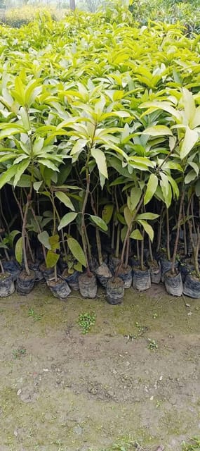 Langra Mango Grafted Live Plant Sapling