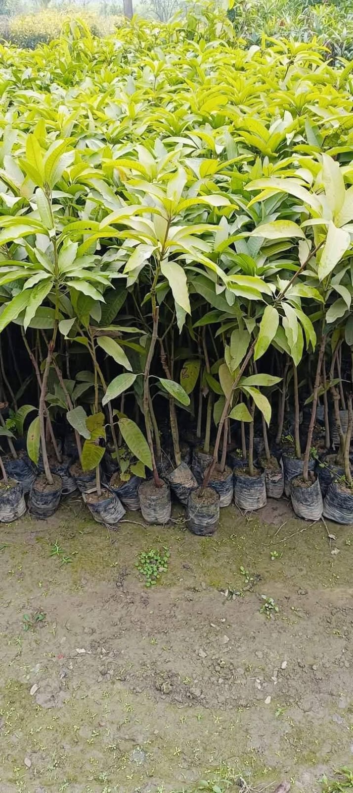 Langra Mango Grafted Live Plant Sapling