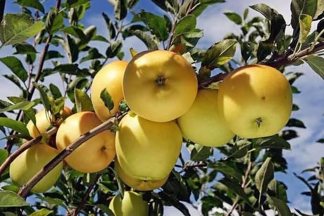 Golden Apple Live Fruit-Bearing Plant