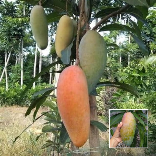 Kijuay Mango Grafted Live Plant Sapling