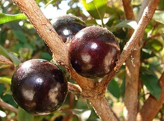 Jaboticaba Fruiting Live Plant