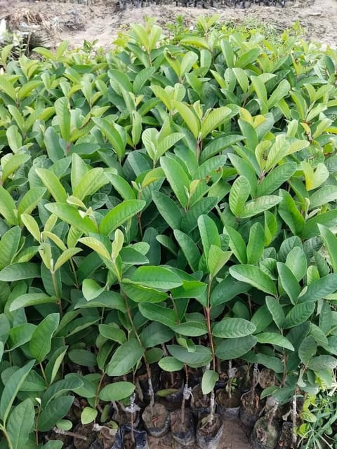 Golden 8 Guava Grafted Live Plant Sapling