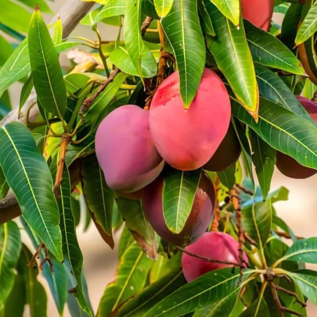 Miyazaki Mango Grafted Live Plant Sapling In Grow Bag