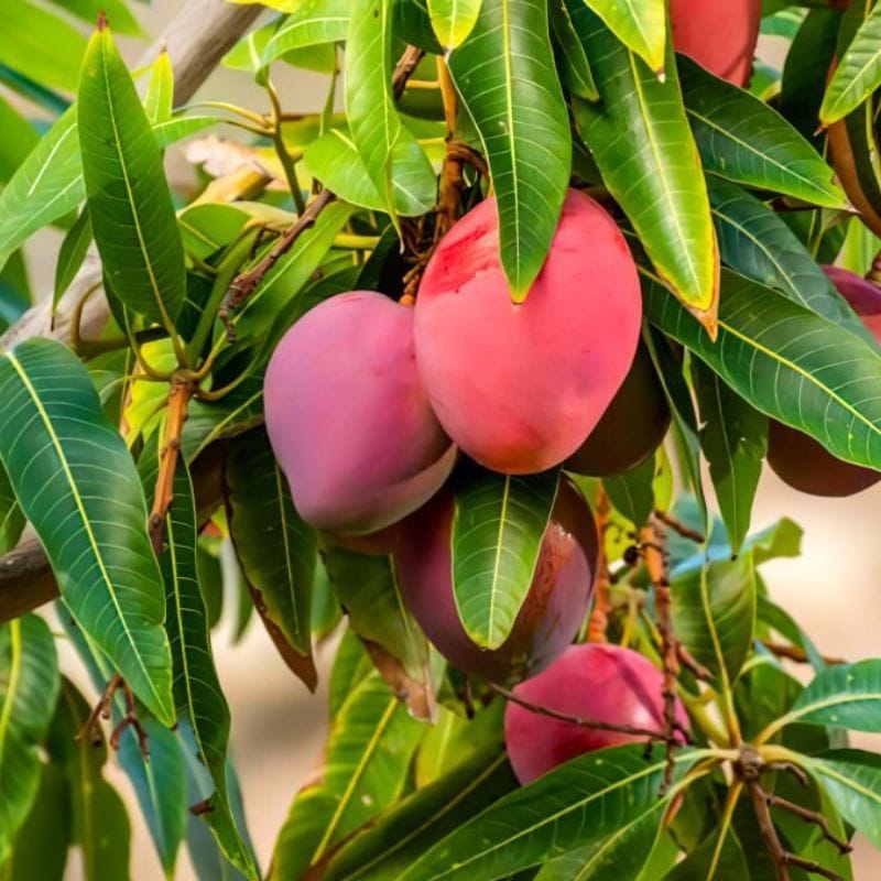 Miyazaki Mango Grafted Live Plant Sapling In Grow Bag