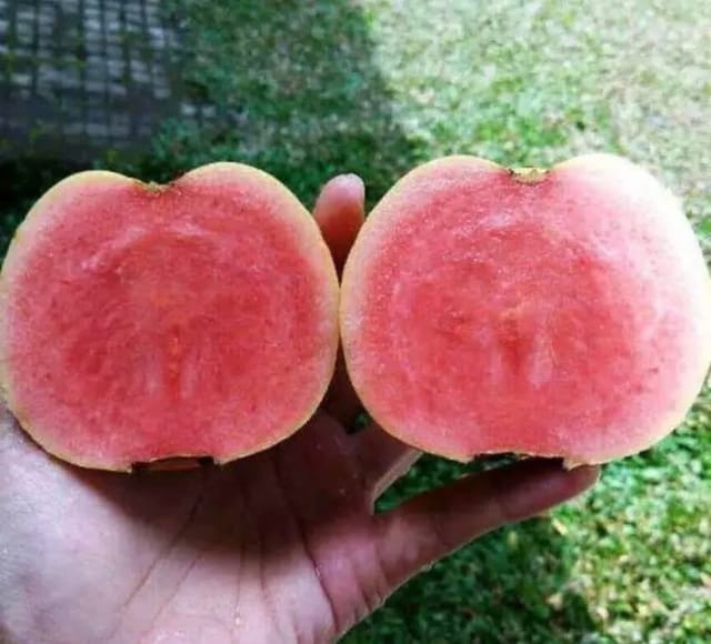 Red Diamond Pink Flesh Guava Grafted Live Plant