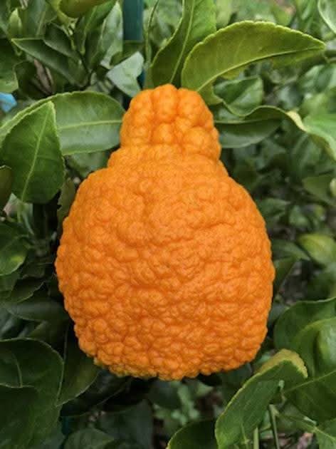 Decopon Citrus Grafted Live Fruit Plant