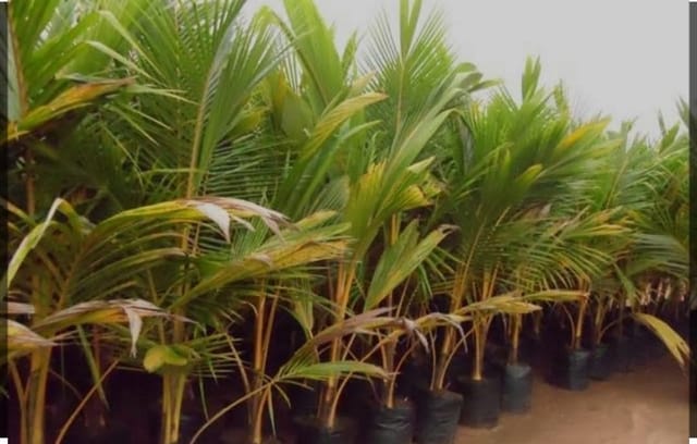 Kerala Coconut Palm Live Plant Sapling