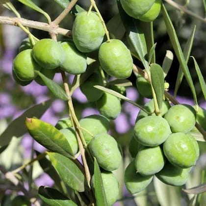 Sweet Jalpai Live Fruit-Bearing Plant