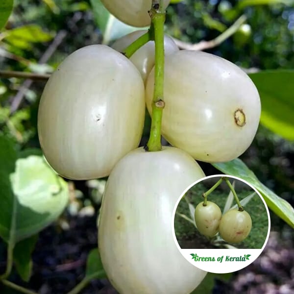 White Jamun Fruiting Live Plant