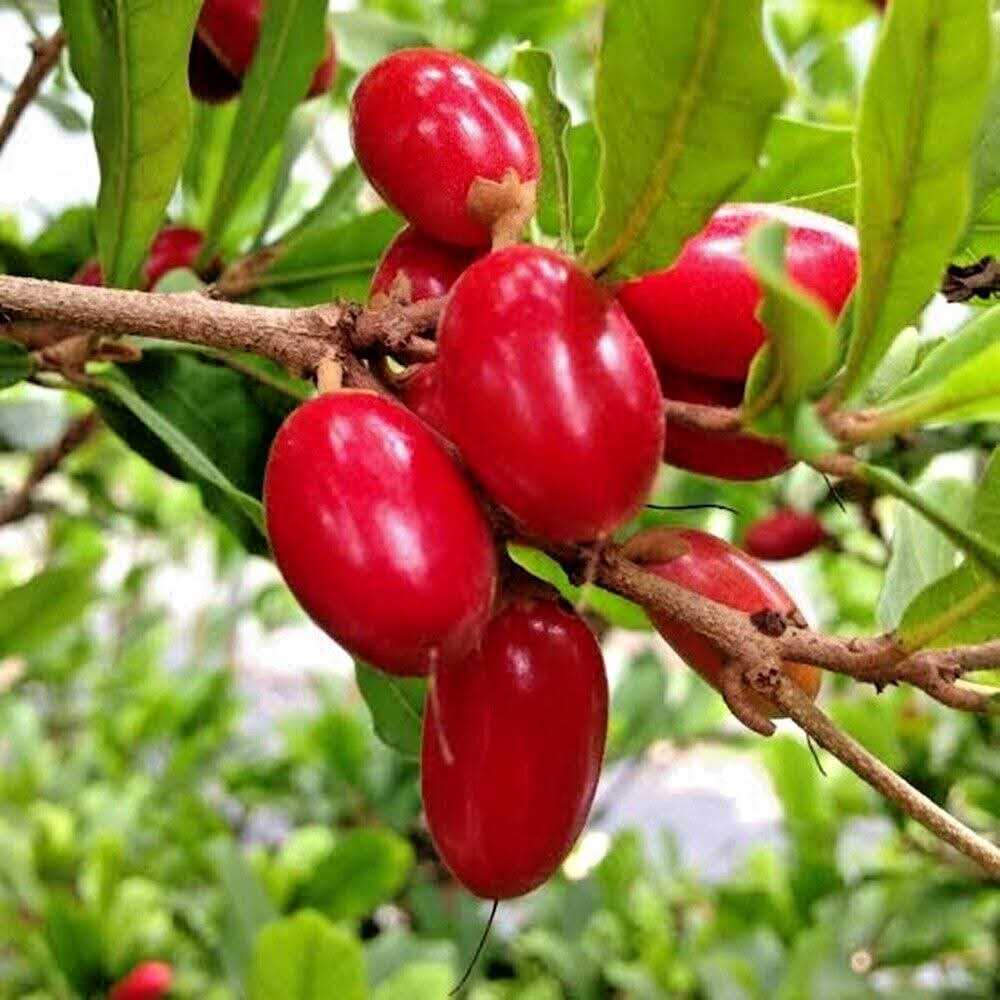 Red Karonda Fruiting Live Plant For Garden