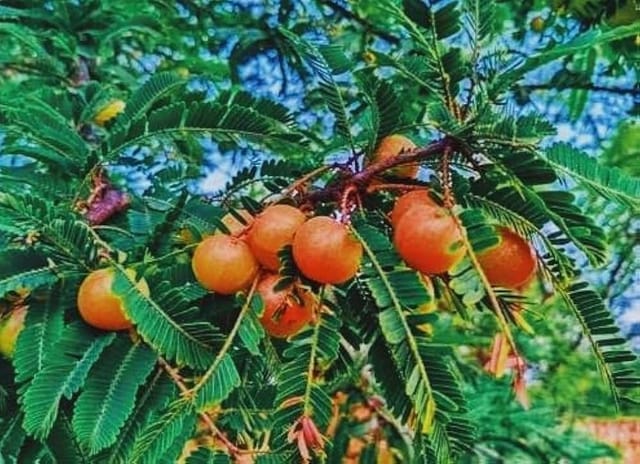 Thai Red Amla Grafted Live Plant Sapling
