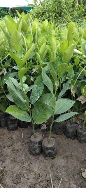 Thai Lemon Grafted Live Plant Sapling In Grow Bag