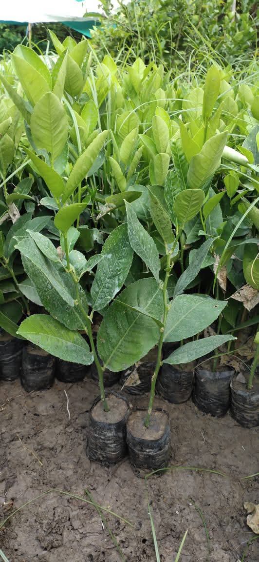 Thai Lemon Grafted Live Plant Sapling In Grow Bag