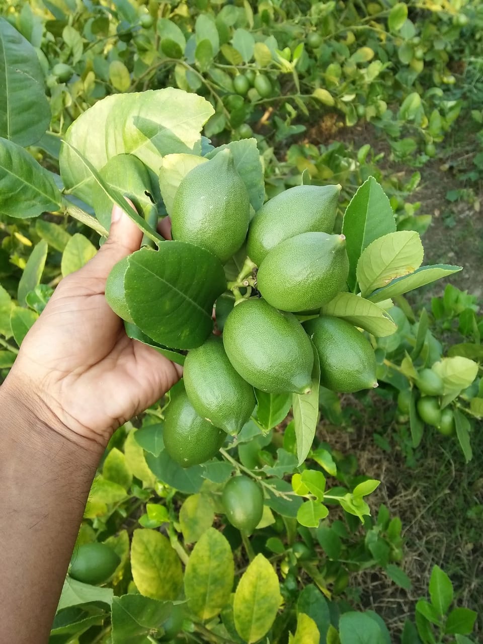Seedless Lemon Grafted Live Fruit Plant
