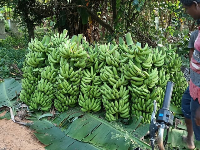 G9 Banana Live Plant Sapling