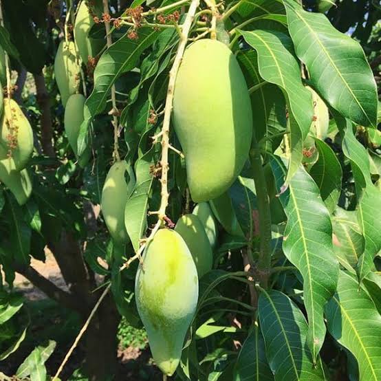 Nam Doc Mai Mango Grafted Live Plant