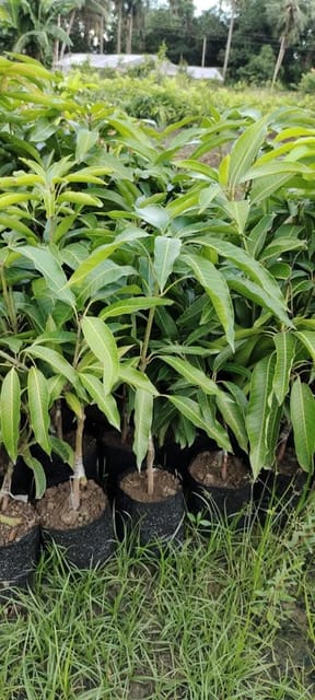 Amrapali Mango Grafted Live Plant Sapling