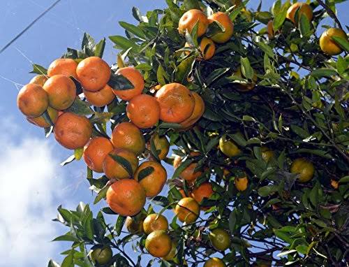 Darjeeling Orange Grafted Live Fruit Plant