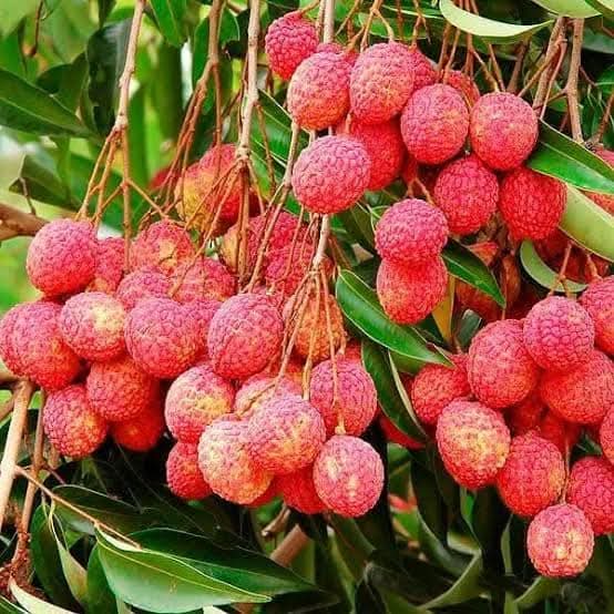 China 3 Lychee Air-Layered Live Plant Sapling