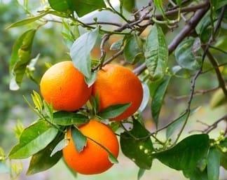 Chinese Orange Citrus Fruit Plant Sapling