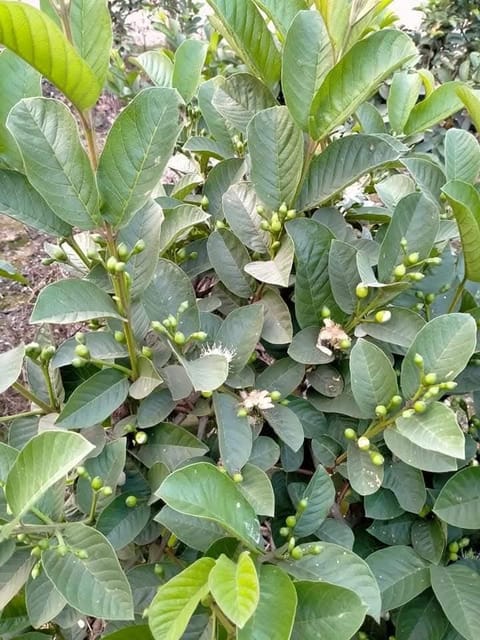 Thai 5 Guava Live Fruit Plant In Grow Bag