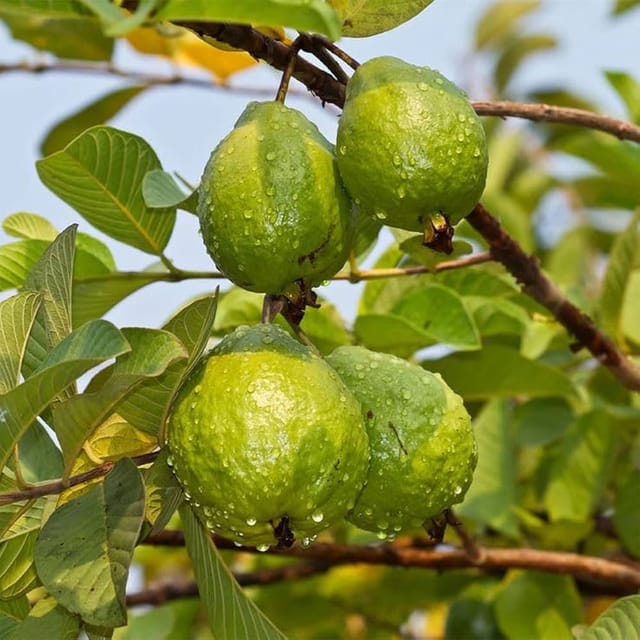 Khaja Guava Grafted Live Fruit Plant