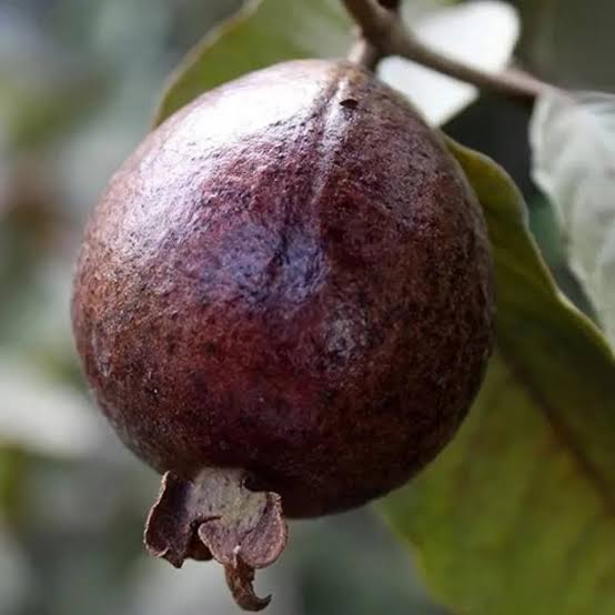 Black Guava Grafted Live Plant For Home Garden