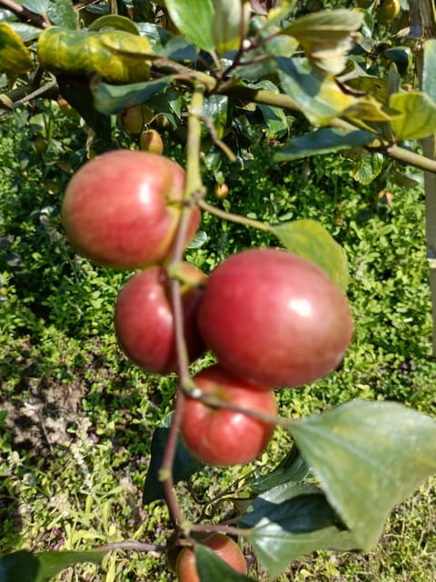 Kashmiri Apple Ber Fruit Bearing Live Plant