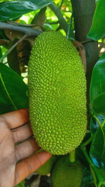 Vietnam Super Jackfruit Grafted Live Plant