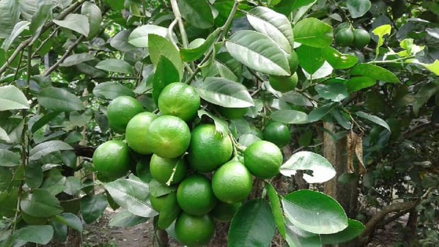 All Season Lemon Citrus Live Fruit Plant