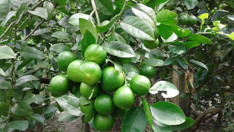 All Season Lemon Citrus Live Fruit Plant