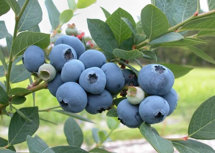 Blueberry Fruit-Bearing Live Plant