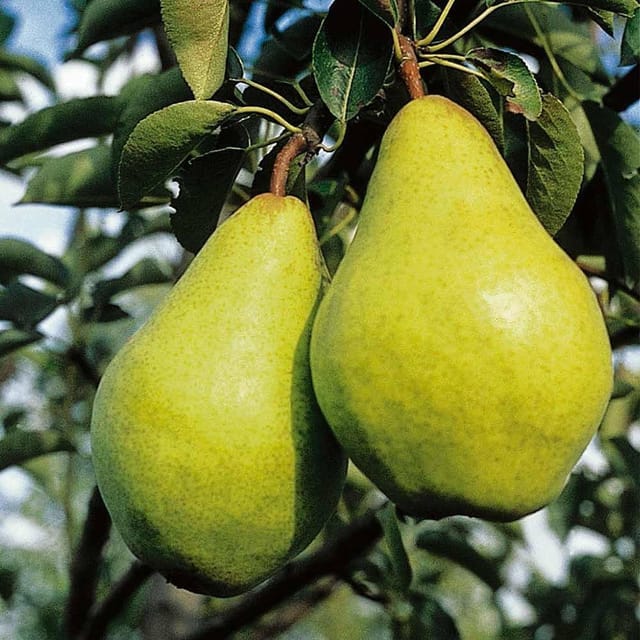 Pear Fruit Sapling Live Plant