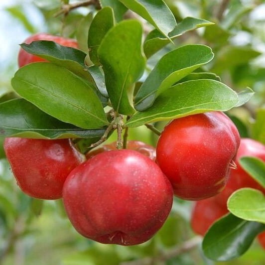 Barbados Cherry Fruiting Live Plant
