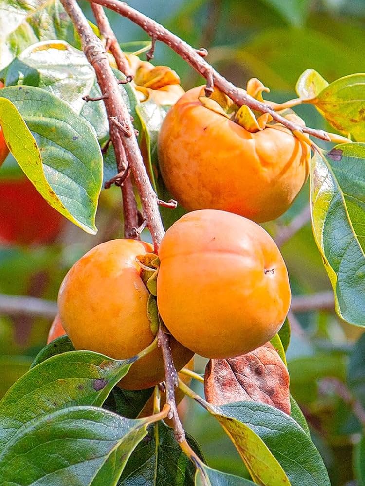 Persimmon Fruiting Live Plant