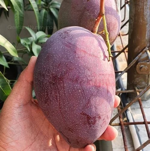 Chakkapat Mango Grafted Live Plant For Garden