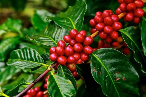 Coffee Berry Fruiting Live Plant